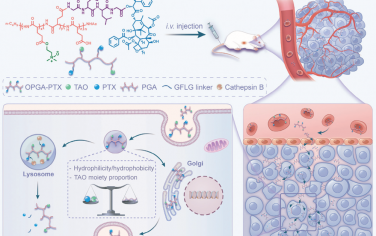 Adv. Mater：调节胞内动力学以优化胞内释放和转胞吞作用平衡