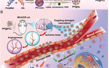 Adv. Mater：受病理生理学特征启发的血脑屏障穿透和病灶靶向纳米平台用于缺血性卒中的协同治疗