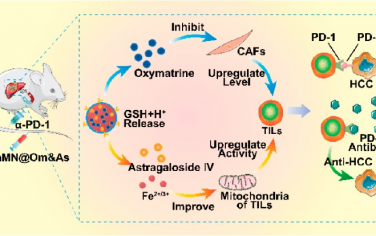ACS Nano：血小板膜包覆的磁性MOF基纳米平台可与程序性死亡蛋白1抑制剂相协同以对抗肝细胞癌