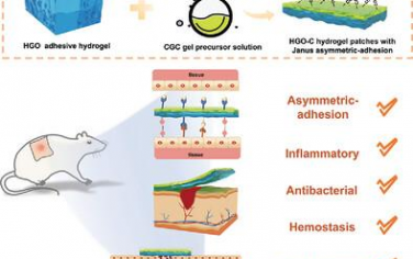 AFM：新型天然聚合物基Janus不对称粘附水凝胶紧急止血和伤口愈合贴片