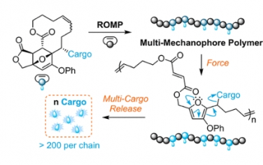 JACS：用于机械触发小分子释放的多机械载体聚合物，具有超高有效负载能力