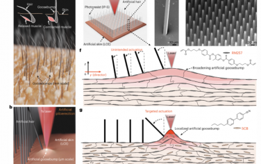 Nature Materials：人工鸡皮疙瘩驱动的微致动