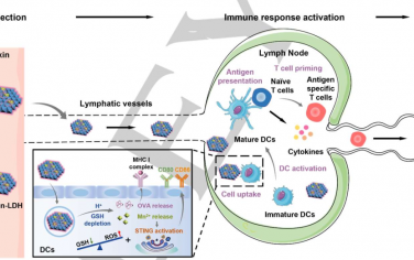 Angew：将谷胱甘肽耗竭和STING激活相协同以增强树突状细胞的成熟和癌症疫苗效力