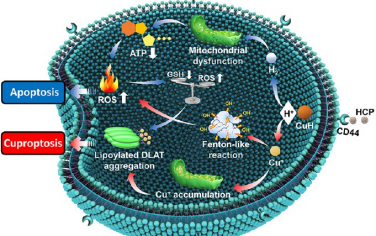 ACS Nano：微流控合成CuH纳米粒子以通过氢增强凋亡和铜死亡实现抗肿瘤治疗