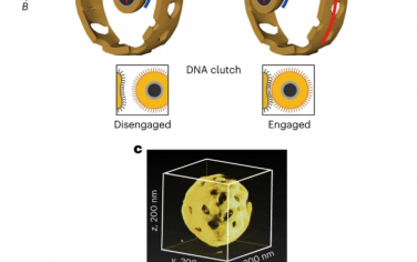 Nature Nanotechnology：一种带有DNA离合器的磁力纳米电机