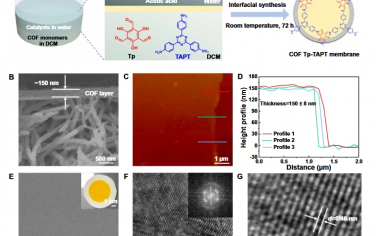 Science Advances：用于精确可调分子筛的溶剂响应共价有机框架膜