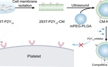 Nano Lett：工程化P2Y12过表达细胞膜包裹的纳米颗粒用于逆转替格瑞洛和氯吡格雷的功能
