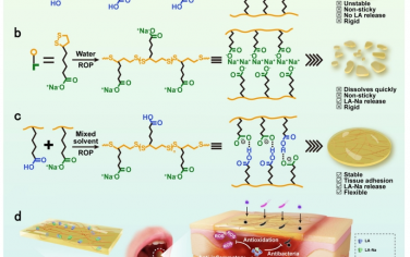 Nat Commun：一种用于治疗口腔溃疡的自稳定且水响应性可递送辅酶聚合物二元弹性体粘合贴剂