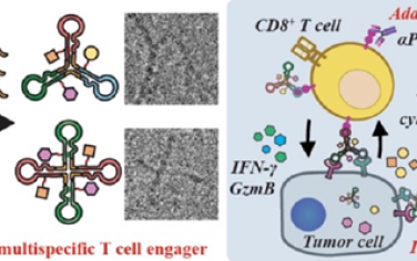 JACS：可编程的环形多特异性适配体-药物接合器用于增强抗肿瘤免疫