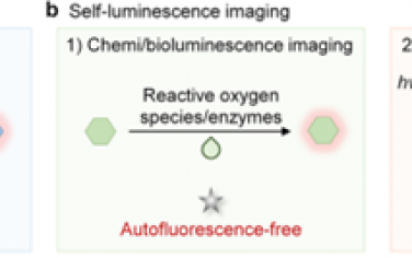 Chem. Soc. Rev：用于增强无自发荧光成像性能的有机余辉制剂的研究进展和设计策略