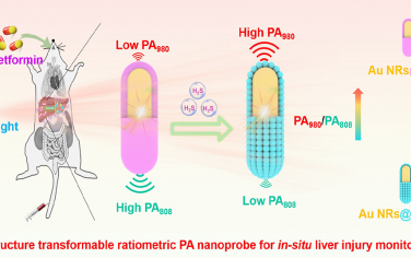 Nano Lett：可激活结构转换的比率光声纳米探针用于实时动态监测体内H2S