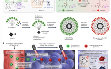 Nature Nanotechnology：光漂白介导的电荷转换环糊精纳米颗粒实现直肠癌症治疗的肿瘤深度穿透