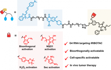 JACS：通过诱导型核糖核酸酶靶向嵌合体实现G-四链体mRNA沉默以用于精准肿瘤治疗