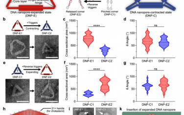 Nature Commun：构筑传感和跨膜传输应用的尺寸可变三角形DNA通道