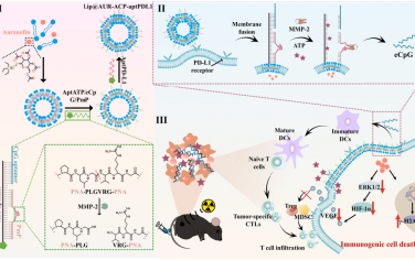 Nat. Commun：多元门控适配体组合功能化的融合脂质体用于实现程序化黑色素瘤靶向放射免疫治疗
