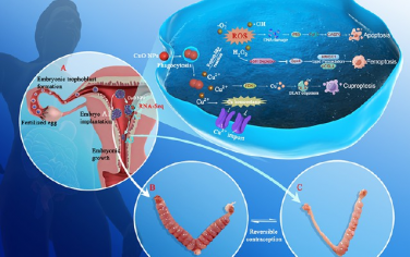 ACS Nano：利用CuO纳米粒子靶向胚胎滋养层细胞的纳米策略用于女性避孕