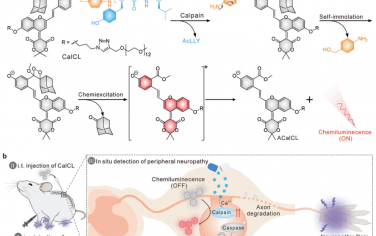 Adv. Mater：对化疗诱导的周围神经病变进行近红外化学发光成像