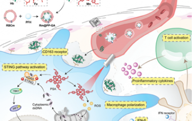Adv. Mater：通过模拟红细胞胞葬作用的模式递送新型光-STING激动剂以增强抗癌免疫治疗