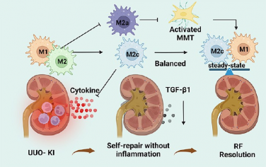 ACS Nano：精确调节M2亚型巨噬细胞以缓解肾纤维化
