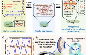 Nat. Commun.：用于电离子软致动器的功能拮抗聚电解质