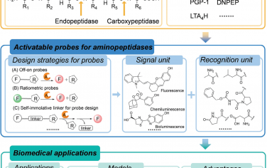 Adv. Mater综述：用于研究氨基肽酶的可激活荧光和生物/化学发光探针