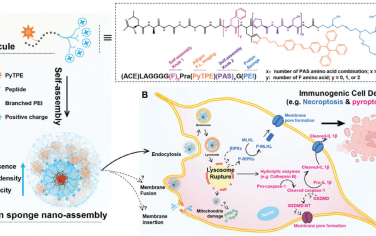 Adv. Mater：肽驱动的质子海绵纳米组装体用于成像和触发溶酶体调节的免疫原性癌细胞死亡