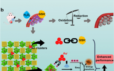 Angew：亚纳米片诱导的负价金簇逆生长可通过增强氧化应激实现肿瘤治疗