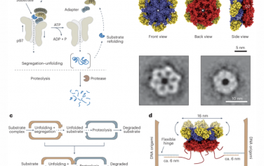 Nature Nanotechnology：用于构建无细胞蛋白质解折叠和降解途径的模块化DNA折纸纳米室