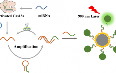 Anal. Chem：基于磁上转换纳米颗粒增强和CRISPR/Cas13a驱动信号放大的超灵敏miRNA检测