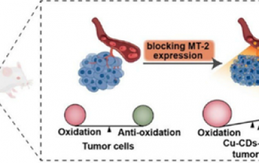 Nano Lett：利用铜掺杂碳点阻断金属硫蛋白2的表达诱导细胞抗氧化系统崩溃以实现抗肿瘤治疗