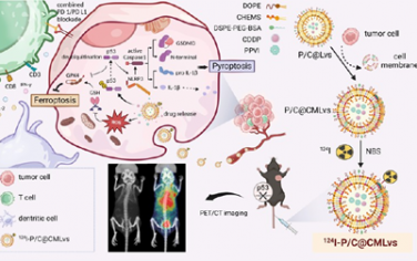 ACS Nano：靶向PET成像示踪的仿生共递送可协同增强铁死亡和焦亡以诱导肺癌消退和抗PD-L1免疫治疗