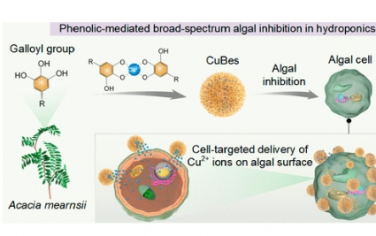 ACS Nnao：水培中细胞靶向金属酚类纳米除藻剂可增强食品可持续性