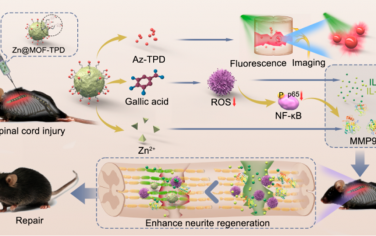 ACS Nano：基于锌-有机框架的多功能AIE纳米酶用于促进脊髓损伤的恢复