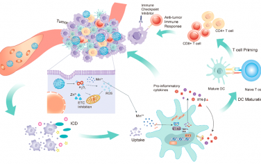 Nano Lett：富含锰的过氧化锌功能纳米颗粒用于增强癌症免疫治疗