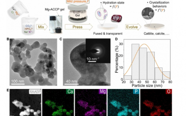 Science Advances：从盐水到生物陶瓷：通过压力控制水合和结晶来模仿自然