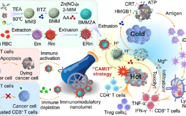 JACS：混合膜伪装的仿生免疫调节纳米药物可连续释放多药以增强T细胞介导的抗癌免疫