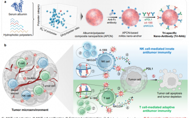 Nat. Commun：通过三重特异性纳米抗体协调NK和T细胞以协同产生抗肿瘤免疫
