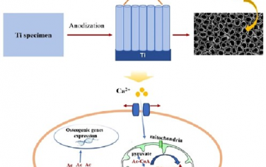Nano Lett：纳米多孔钛表面可通过Piezo1/乙酰辅酶A/β-Catenin通路促进骨生成