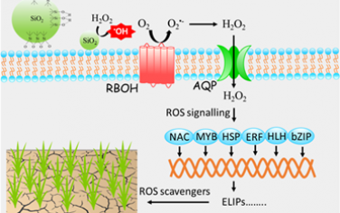 ACS Nano：二氧化硅激活的氧化还原信号可提高水稻抗旱性和产量
