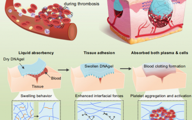 Nat. Commun：受中性粒细胞胞外诱捕网启发的DNA水凝胶可作为伤口止血佐剂