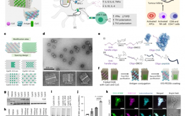 Nature Nanotechnology：用DNA折纸微调CpG空间分布用于改良癌症疫苗接种