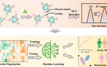 JACS：利用凝集素诱导聚集策略对细胞外囊泡上的聚糖进行指纹图谱分析以实现精准的癌症诊断