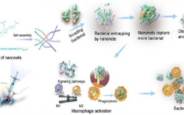 ACS Nano：仿生肽纳米网可通过细菌捕获和巨噬细胞再激活抵抗感染