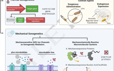 Angew综述：利用超声监测和调节生物分子功能的声遗传学
