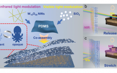 俞书宏院士Adv Mater：生物启发多波长响应智能玻璃