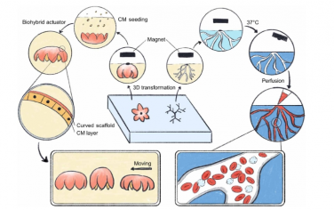 Science Advances：磁驱动形成 3D 独立式软生物支架