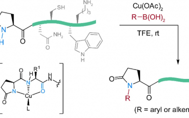 河南师范大学JACS：Cu催化交叉偶联实现焦谷氨酸的翻译后修饰