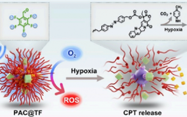 ACS Nano：级联活化的纳米前药系统用于增强膀胱癌超声化疗