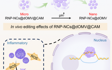 ACS Nano：口服微纳米基因组编辑系统可靶向递送和激活CRISPR-Cas9以用于炎症性肠病的基因治疗