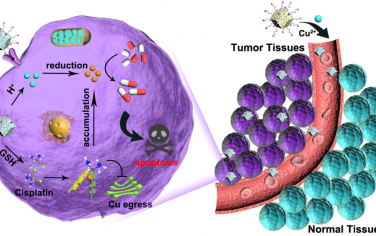 Nano Lett：利用MOFs调节肿瘤细胞中的铜转运以实现生物正交治疗